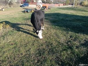 vand vaca  - imagine 2 vand vaca  - imagine 2