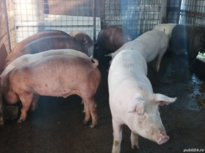 Porci 140-170 kg - imagine 4 Porci 140-170 kg - imagine 4
