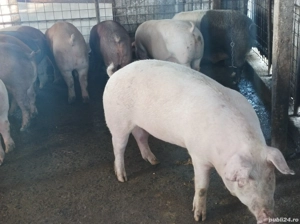 Porci 140-170 kg - imagine 2 Porci 140-170 kg - imagine 2