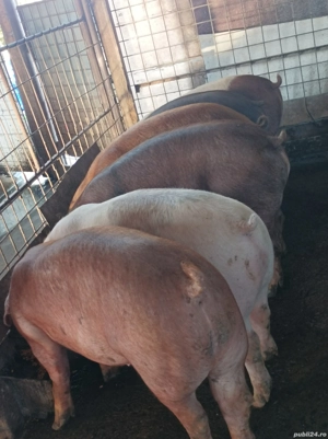 Porci 140-170 kg - imagine 3 Porci 140-170 kg - imagine 3