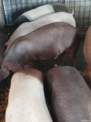 Porci 140-170 kg - imagine 5 Porci 140-170 kg - imagine 5