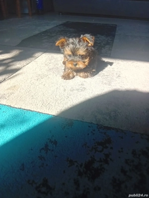 Yorkshire Trrier mini toy 