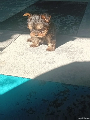 Yorkshire Trrier mini toy 