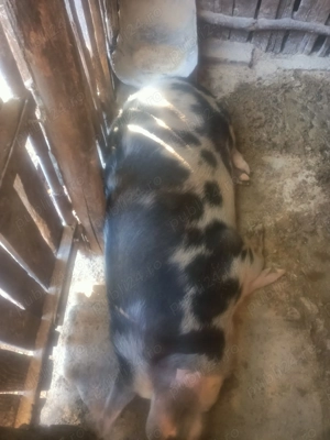 Porci de vanzare - imagine 2