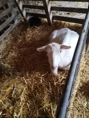 Vacivitei,bivoli,capre - imagine 4