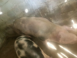 Porci de vanzare - imagine 3