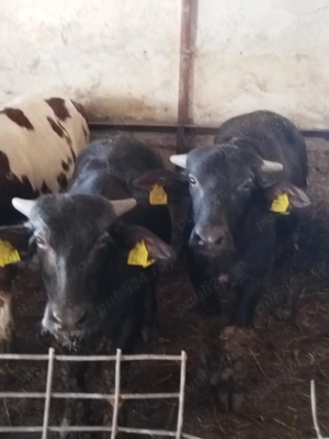 Vacivitei,bivoli,capre - imagine 2