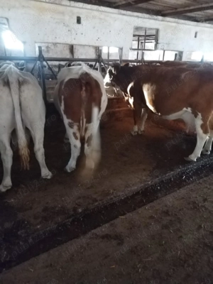 Vacivitei,bivoli,capre - imagine 3