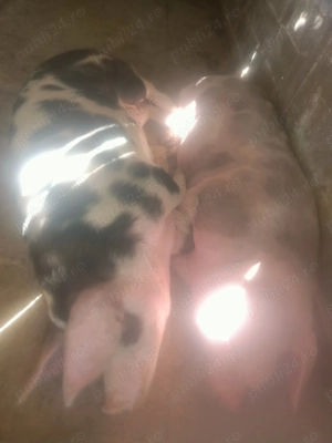 Porci de vanzare - imagine 4