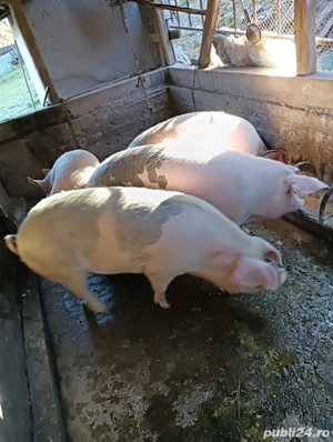 porci crescuti la tara - imagine 2