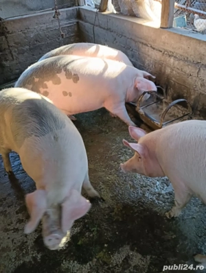 porci crescuti la tara - imagine 3