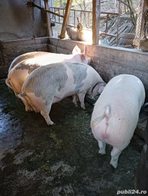 porci crescuti la tara - imagine 5