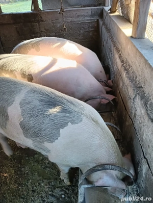 porci crescuti la tara - imagine 4