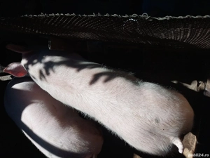 Pentru masa de Crăciun  - imagine 4 Pentru masa de Crăciun  - imagine 4