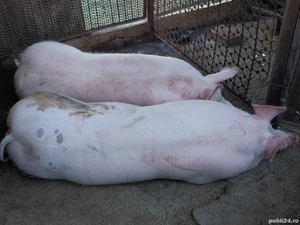 Pentru masa de Crăciun  - imagine 3 Pentru masa de Crăciun  - imagine 3