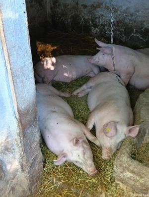 vand porci   80-100 kg - imagine 2