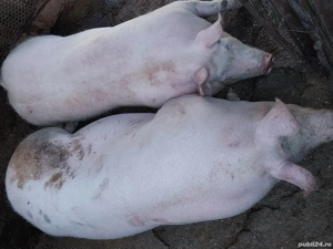 Pentru masa de Crăciun  - imagine 2 Pentru masa de Crăciun  - imagine 2