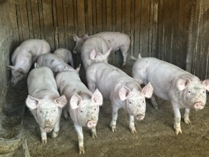 Vand grostei 35-50 kg rasa marele alb x pietran