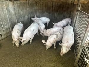 Vand grostei 35-50 kg rasa marele alb x pietran - imagine 4 Vand grostei 35-50 kg rasa marele alb x pietran - imagine 4