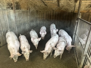 Vand grostei 35-50 kg rasa marele alb x pietran - imagine 2 Vand grostei 35-50 kg rasa marele alb x pietran - imagine 2