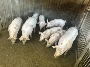 Vand grostei 35-50 kg rasa marele alb x pietran - imagine 3 Vand grostei 35-50 kg rasa marele alb x pietran - imagine 3