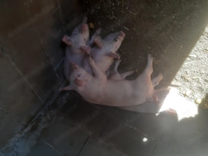 Porci de vânzare  - imagine 2