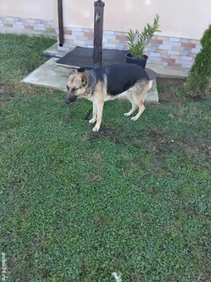 ciobănesc german  femela