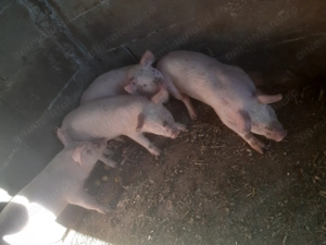 Porci de vânzare  - imagine 3