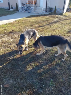 ciobănesc german  femela - imagine 2