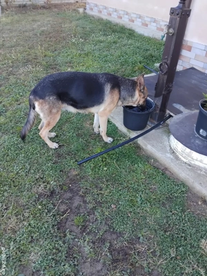 ciobănesc german  femela - imagine 3