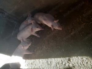 Porci de vânzare  - imagine 4