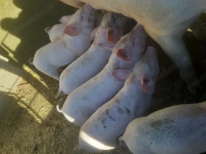 Porci de vânzare  - imagine 5