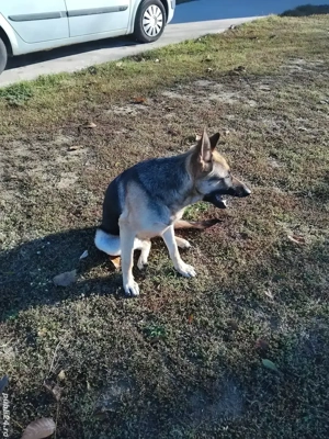 ciobănesc german  femela - imagine 4