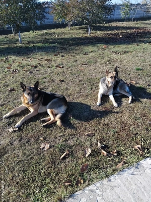 ciobănesc german  femela - imagine 5