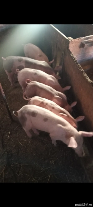 Purcei disponibili , 10-12 săptămâni !!! - imagine 2