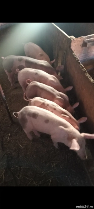 Purcei disponibili , 10-12 săptămâni !!! - imagine 5