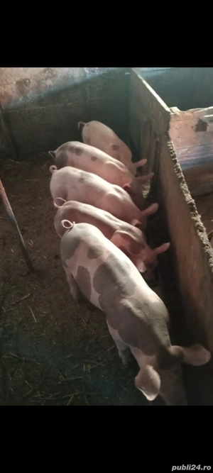 Purcei disponibili , 10-12 săptămâni !!!