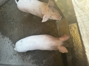 Purcei la 65 kg marele alb - imagine 3 Purcei la 65 kg marele alb - imagine 3