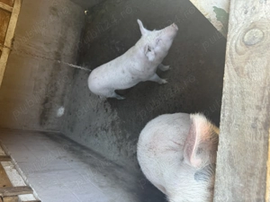 Purcei la 65 kg marele alb