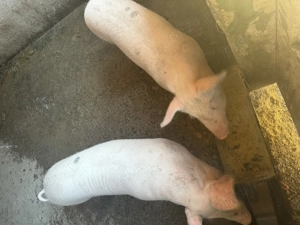 Purcei la 65 kg marele alb - imagine 2 Purcei la 65 kg marele alb - imagine 2