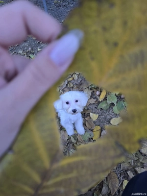 pui bichon  - imagine 2 pui bichon  - imagine 2