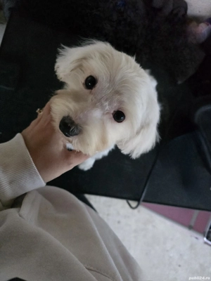 pui bichon  - imagine 3 pui bichon  - imagine 3