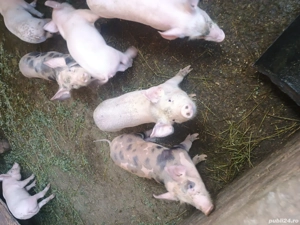 Vand purcei rasa Pietrain incrucisat cu Marele Alb. - imagine 2