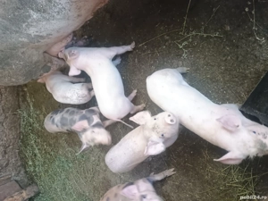 Vand purcei rasa Pietrain incrucisat cu Marele Alb. - imagine 3