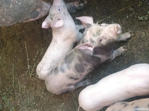 Vand purcei rasa Pietrain incrucisat cu Marele Alb. - imagine 4