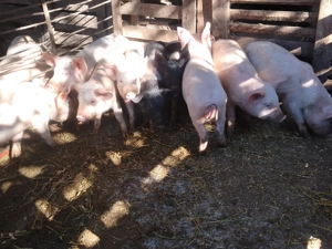 Soldanei disponibil  - imagine 3 Soldanei disponibil  - imagine 3