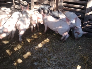 Soldanei disponibil  - imagine 2 Soldanei disponibil  - imagine 2