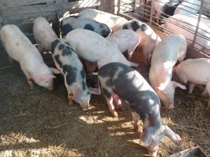 Soldanei disponibil  - imagine 4 Soldanei disponibil  - imagine 4