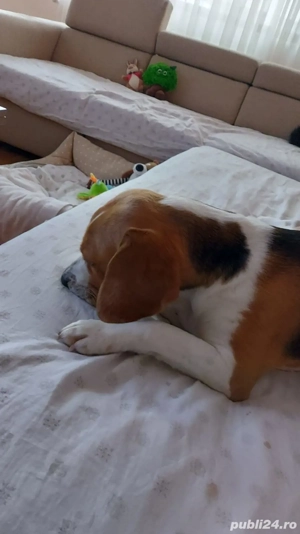 Caut stăpân iubitor 