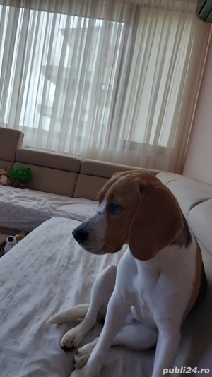 Caut stăpân iubitor  - imagine 2